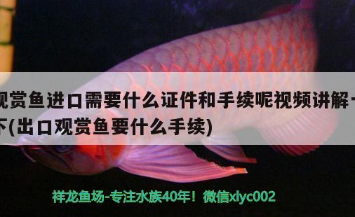 觀賞魚(yú)進(jìn)口需要什么證件和手續(xù)呢視頻講解一下(出口觀賞魚(yú)要什么手續(xù))