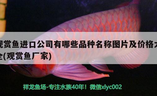 觀賞魚進口公司有哪些品種名稱圖片及價格大全(觀賞魚廠家)