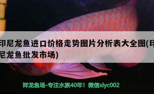 印尼龍魚進口價格走勢圖片分析表大全圖(印尼龍魚批發(fā)市場)