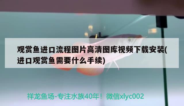 觀賞魚進口流程圖片高清圖庫視頻下載安裝(進口觀賞魚需要什么手續(xù)) 觀賞魚進出口