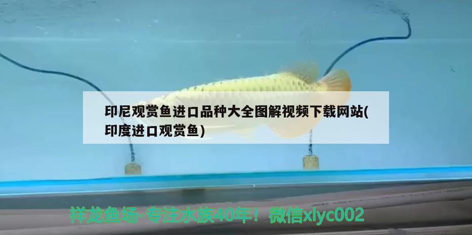 印尼觀賞魚進(jìn)口品種大全圖解視頻下載網(wǎng)站(印度進(jìn)口觀賞魚)