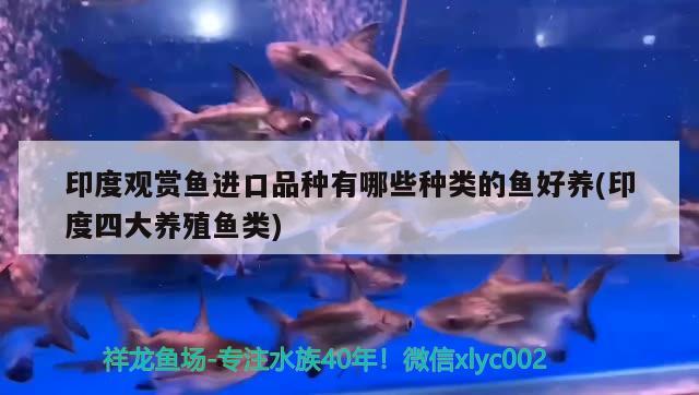 印度觀賞魚進(jìn)口品種有哪些種類的魚好養(yǎng)(印度四大養(yǎng)殖魚類)