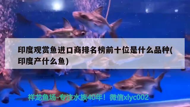 印度觀賞魚進(jìn)口商排名榜前十位是什么品種(印度產(chǎn)什么魚)