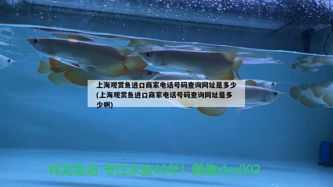 上海觀賞魚進(jìn)口商家電話號(hào)碼查詢網(wǎng)址是多少(上海觀賞魚進(jìn)口商家電話號(hào)碼查詢網(wǎng)址是多少啊)