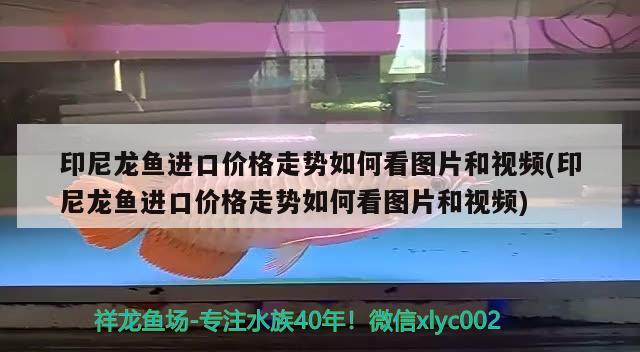 印尼龍魚進口價格走勢如何看圖片和視頻(印尼龍魚進口價格走勢如何看圖片和視頻) 觀賞魚進出口