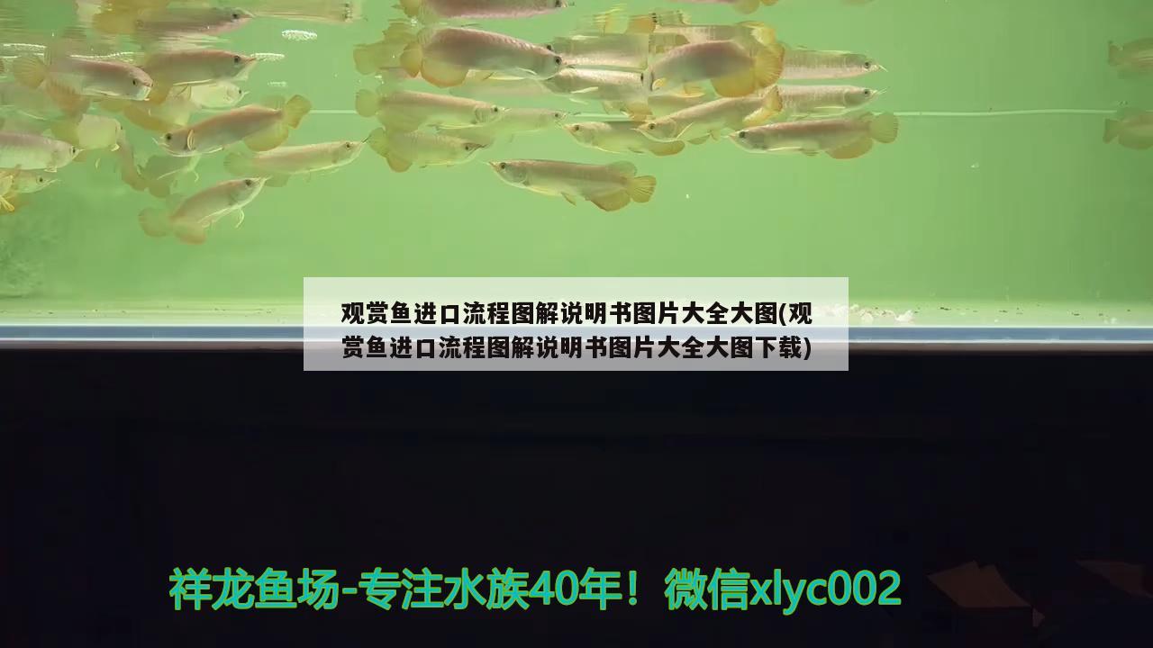 觀賞魚進口流程圖解說明書圖片大全大圖(觀賞魚進口流程圖解說明書圖片大全大圖下載)