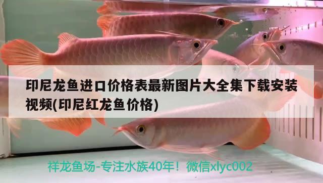 印尼龍魚進(jìn)口價(jià)格表最新圖片大全集下載安裝視頻(印尼紅龍魚價(jià)格)