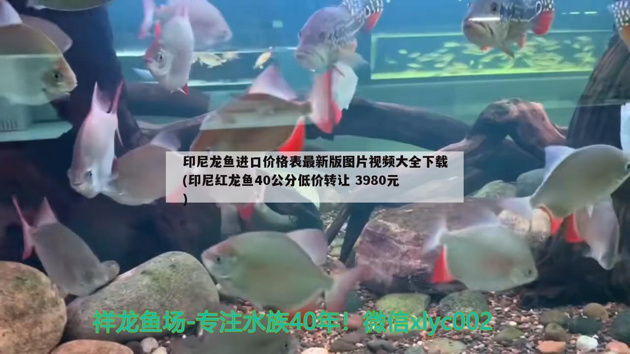 印尼龍魚(yú)進(jìn)口價(jià)格表最新版圖片視頻大全下載(印尼紅龍魚(yú)40公分低價(jià)轉(zhuǎn)讓3980元)