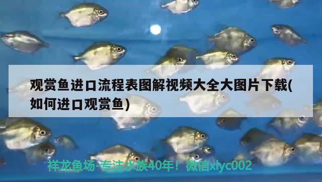 觀賞魚進(jìn)口流程表圖解視頻大全大圖片下載(如何進(jìn)口觀賞魚)