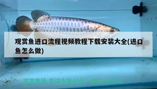 觀賞魚進(jìn)口流程視頻教程下載安裝大全(進(jìn)口魚怎么做)