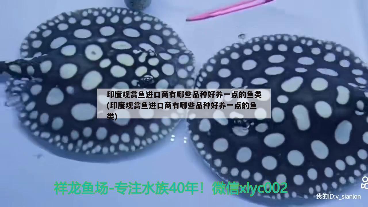 印度觀賞魚進(jìn)口商有哪些品種好養(yǎng)一點(diǎn)的魚類(印度觀賞魚進(jìn)口商有哪些品種好養(yǎng)一點(diǎn)的魚類)