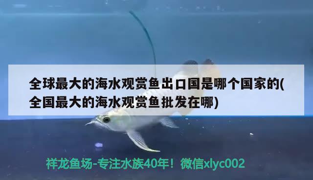 全球最大的海水觀賞魚出口國是哪個國家的(全國最大的海水觀賞魚批發(fā)在哪) 觀賞魚進出口