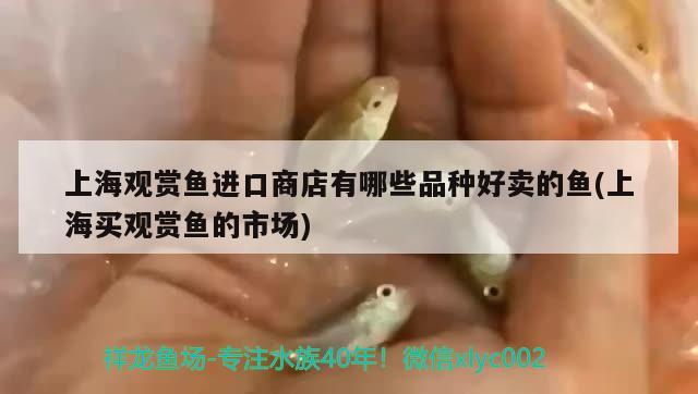 上海觀賞魚進(jìn)口商店有哪些品種好賣的魚(上海買觀賞魚的市場)