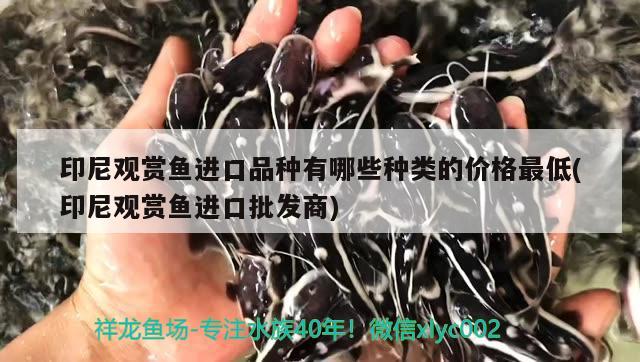 印尼觀賞魚進(jìn)口品種有哪些種類的價格最低(印尼觀賞魚進(jìn)口批發(fā)商)