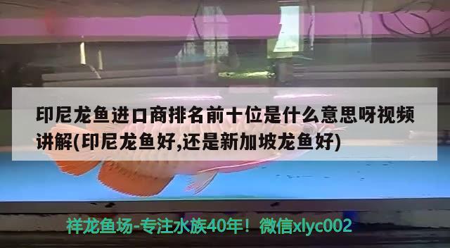 印尼龍魚進(jìn)口商排名前十位是什么意思呀視頻講解(印尼龍魚好,還是新加坡龍魚好) 觀賞魚進(jìn)出口