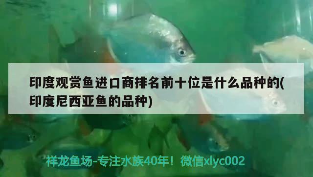 印度觀賞魚進(jìn)口商排名前十位是什么品種的(印度尼西亞魚的品種)