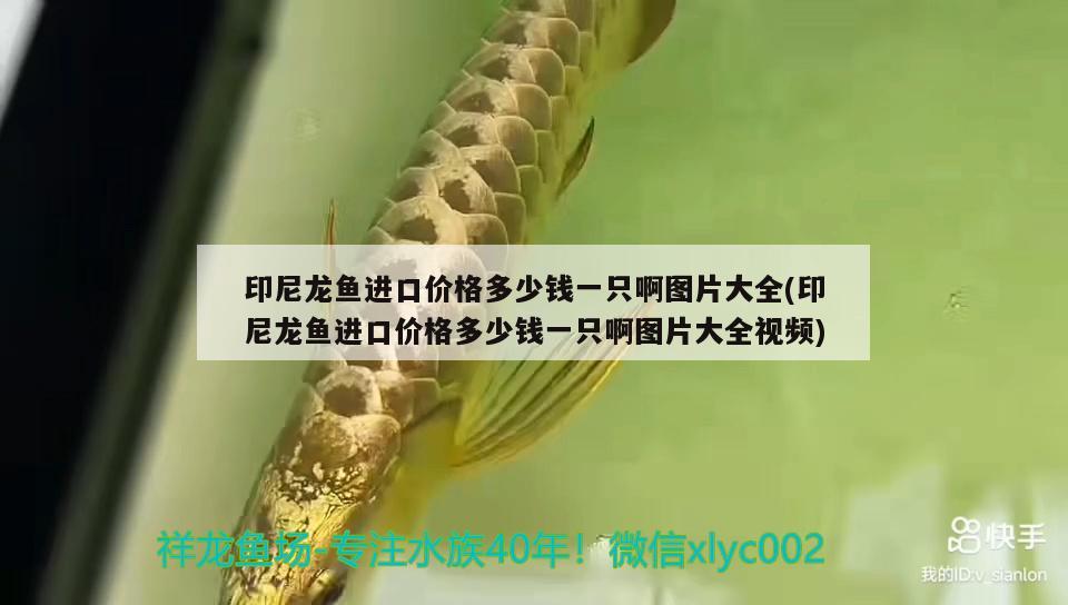 印尼龍魚進(jìn)口價(jià)格多少錢一只啊圖片大全(印尼龍魚進(jìn)口價(jià)格多少錢一只啊圖片大全視頻) 觀賞魚進(jìn)出口