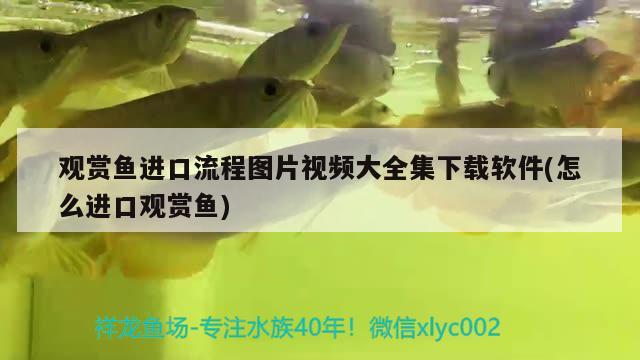 觀賞魚進口流程圖片視頻大全集下載軟件(怎么進口觀賞魚) 觀賞魚進出口