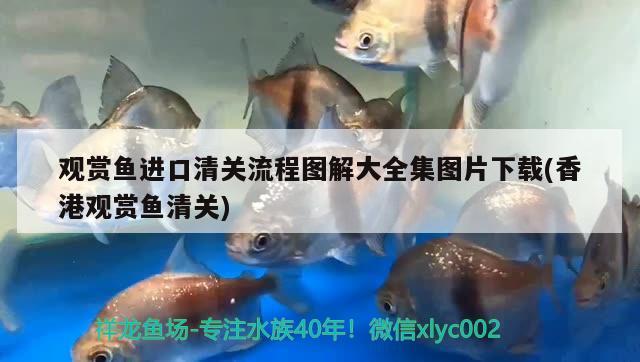 觀賞魚進口清關流程圖解大全集圖片下載(香港觀賞魚清關)