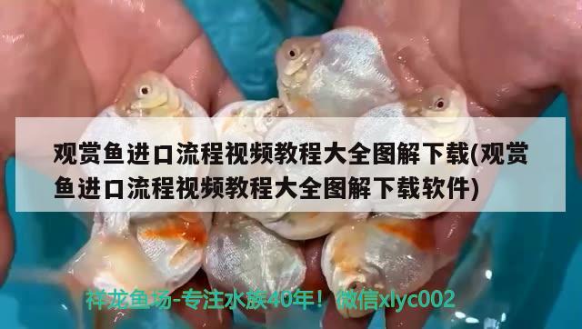 觀賞魚進(jìn)口流程視頻教程大全圖解下載(觀賞魚進(jìn)口流程視頻教程大全圖解下載軟件)