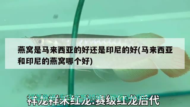 燕窩是馬來西亞的好還是印尼的好(馬來西亞和印尼的燕窩哪個好) 馬來西亞燕窩