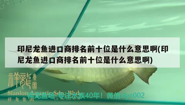 印尼龍魚(yú)進(jìn)口商排名前十位是什么意思啊(印尼龍魚(yú)進(jìn)口商排名前十位是什么意思啊)