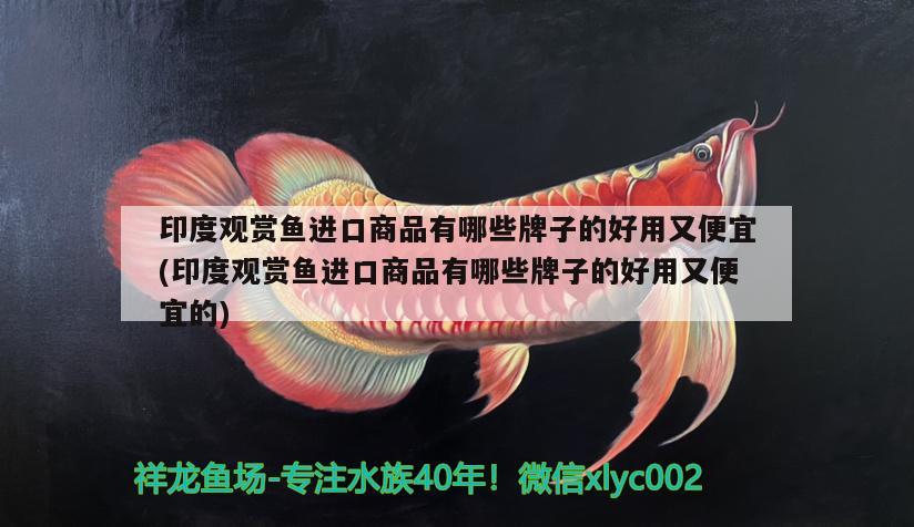 印度觀賞魚進口商品有哪些牌子的好用又便宜(印度觀賞魚進口商品有哪些牌子的好用又便宜的)