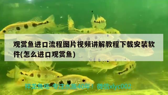 觀賞魚進(jìn)口流程圖片視頻講解教程下載安裝軟件(怎么進(jìn)口觀賞魚)