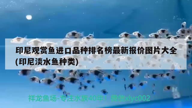 印尼觀賞魚進口品種排名榜最新報價圖片大全(印尼淡水魚種類) 觀賞魚進出口