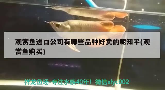 觀賞魚進(jìn)口公司有哪些品種好賣的呢知乎(觀賞魚購買)