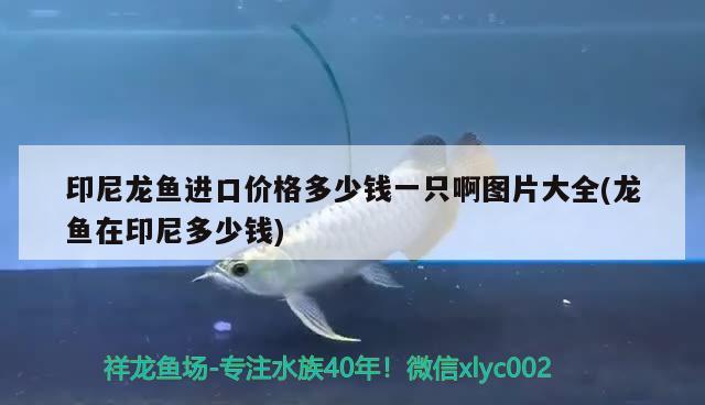 印尼龍魚進(jìn)口價(jià)格多少錢一只啊圖片大全(龍魚在印尼多少錢)