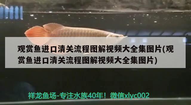 觀賞魚進口清關(guān)流程圖解視頻大全集圖片(觀賞魚進口清關(guān)流程圖解視頻大全集圖片) 觀賞魚進出口