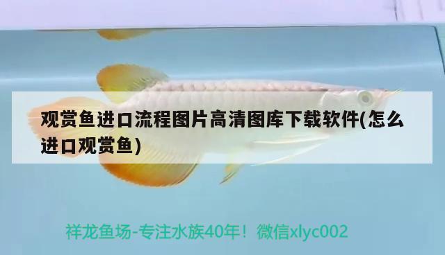 觀賞魚進口流程圖片高清圖庫下載軟件(怎么進口觀賞魚) 觀賞魚進出口