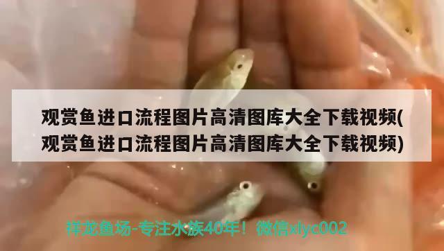 觀賞魚進口流程圖片高清圖庫大全下載視頻(觀賞魚進口流程圖片高清圖庫大全下載視頻)