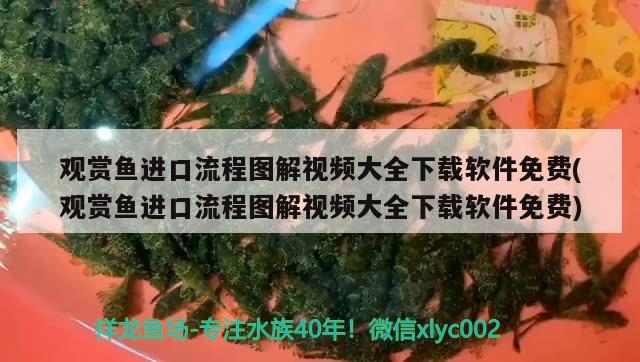 觀賞魚進(jìn)口流程圖解視頻大全下載軟件免費(fèi)(觀賞魚進(jìn)口流程圖解視頻大全下載軟件免費(fèi)) 觀賞魚進(jìn)出口