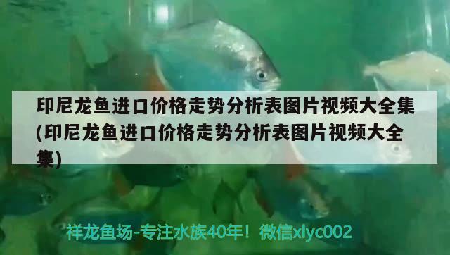 印尼龍魚進口價格走勢分析表圖片視頻大全集(印尼龍魚進口價格走勢分析表圖片視頻大全集)