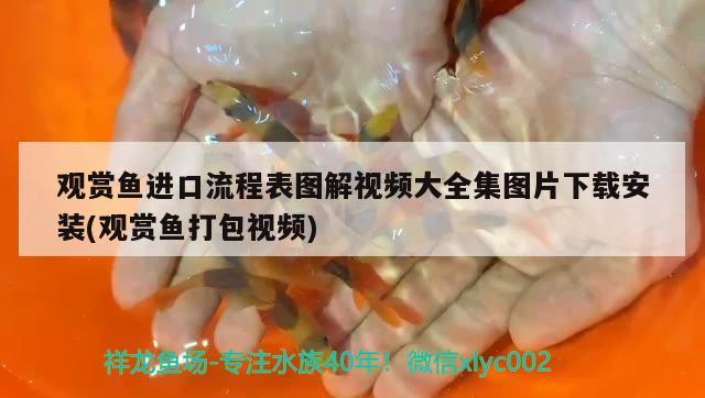 觀賞魚進(jìn)口流程表圖解視頻大全集圖片下載安裝(觀賞魚打包視頻)