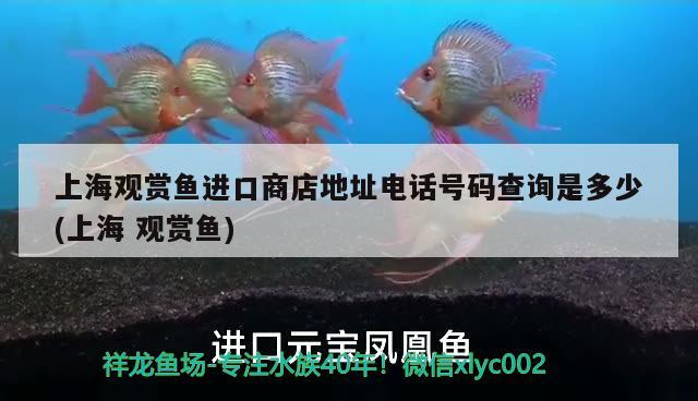 上海觀賞魚進口商店地址電話號碼查詢是多少(上海觀賞魚) 觀賞魚進出口