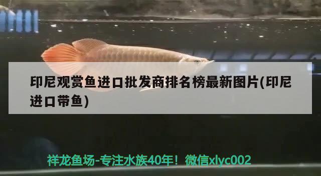 印尼觀賞魚進口批發(fā)商排名榜最新圖片(印尼進口帶魚)