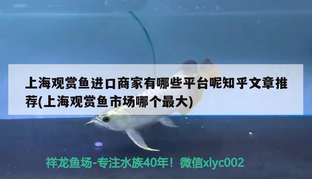 上海觀賞魚進口商家有哪些平臺呢知乎文章推薦(上海觀賞魚市場哪個最大) 觀賞魚進出口