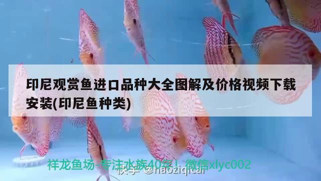 印尼觀賞魚進(jìn)口品種大全圖解及價(jià)格視頻下載安裝(印尼魚種類) 觀賞魚進(jìn)出口