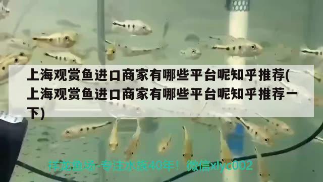 上海觀賞魚進口商家有哪些平臺呢知乎推薦(上海觀賞魚進口商家有哪些平臺呢知乎推薦一下) 觀賞魚進出口