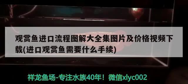 觀賞魚進口流程圖解大全集圖片及價格視頻下載(進口觀賞魚需要什么手續(xù)) 觀賞魚進出口