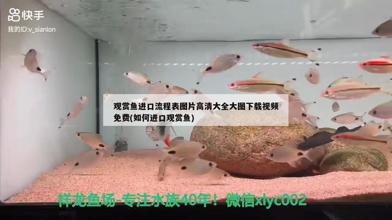 觀賞魚進(jìn)口流程表圖片高清大全大圖下載視頻免費(如何進(jìn)口觀賞魚) 觀賞魚進(jìn)出口