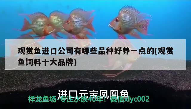 觀賞魚進(jìn)口公司有哪些品種好養(yǎng)一點(diǎn)的(觀賞魚飼料十大品牌) 觀賞魚進(jìn)出口