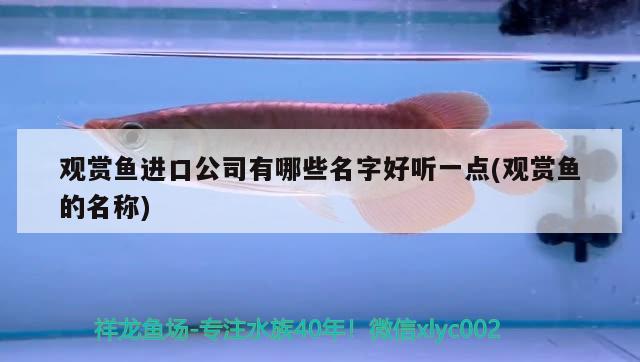 觀賞魚進口公司有哪些名字好聽一點(觀賞魚的名稱) 觀賞魚進出口