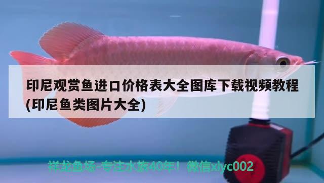 印尼觀賞魚進(jìn)口價(jià)格表大全圖庫下載視頻教程(印尼魚類圖片大全)