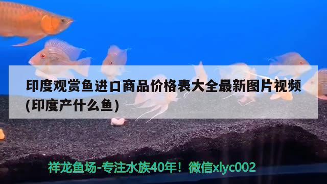 印度觀賞魚進口商品價格表大全最新圖片視頻(印度產(chǎn)什么魚) 觀賞魚進出口 第2張