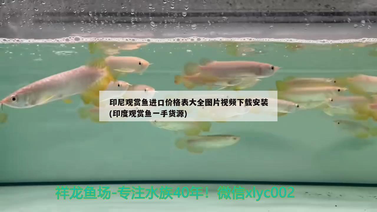 印尼觀賞魚進(jìn)口價格表大全圖片視頻下載安裝(印度觀賞魚一手貨源)