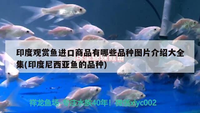 印度觀賞魚進(jìn)口商品有哪些品種圖片介紹大全集(印度尼西亞魚的品種) 觀賞魚進(jìn)出口